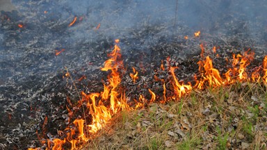 Susza sprzyja pożarom traw. Strażacy apelują o rozwagę