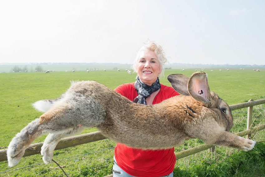 Pokojnik: Zec Darijus