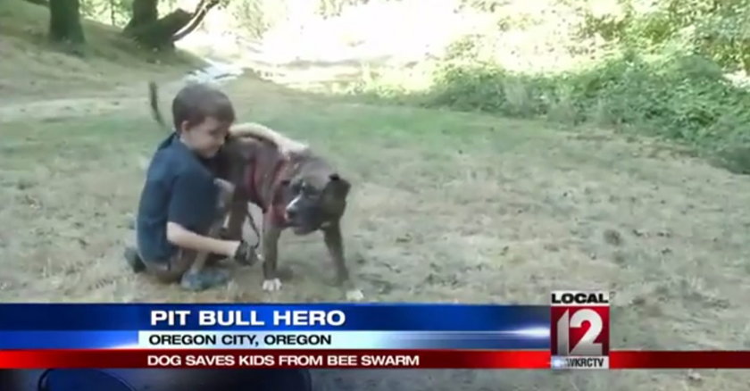Pies uratował 8-latka