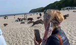 Ależ emocje na plaży w Gdyni! Stado dzików pogoniło plażowiczów [WIDEO]