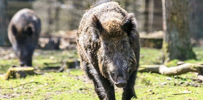 Uwaga! Dzik zaatakował 6-latka w Legnicy. Chłopiec walczy o życie w szpitalu