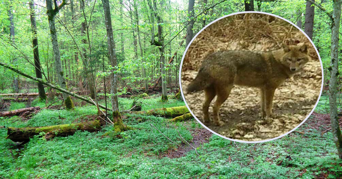 The golden jackal arrived in the Białowieża Forest
