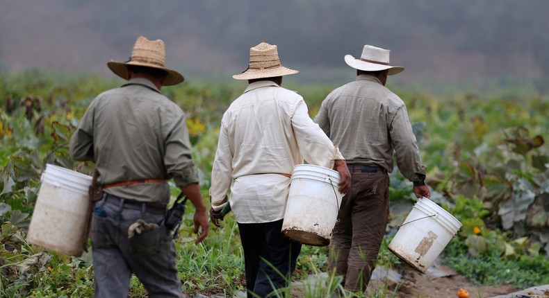 Farm workers pick vegetables on a farm in Rancho Santa Fe, California on August 31, 2016.