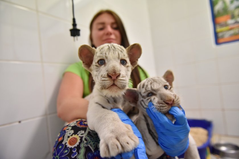 W ZOO Safari w Borysewie urodziły się kolejne tygryski