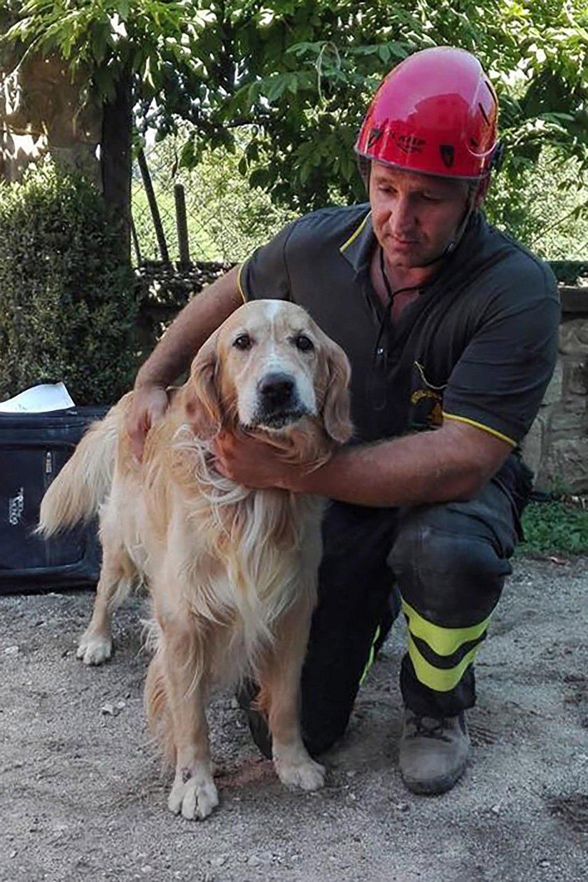 Pies Romeo przeżył 9 dni pod gruzami domu