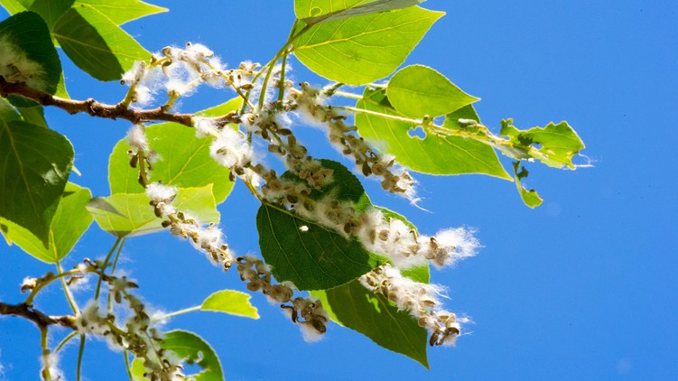 allergia, pollen, nyárfaszösz tüsszögés