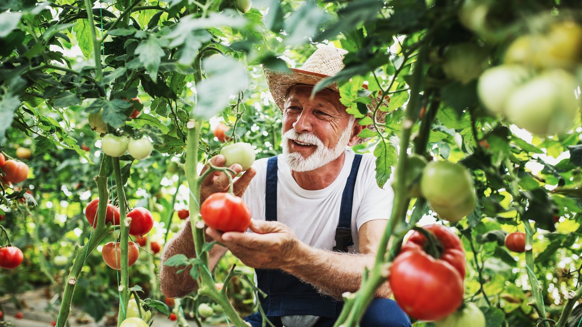 Tajna bogate berbe: Uz ovaj jednostavan potez paradajz daje duplo više plodova