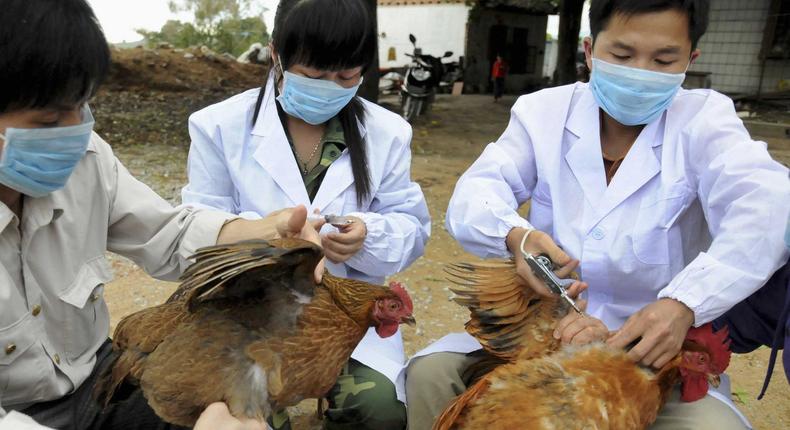 ___3843418___https:______static.pulse.com.gh___webservice___escenic___binary___3843418___2015___6___9___9___chinas-bird-flu-problem-is-getting-worse