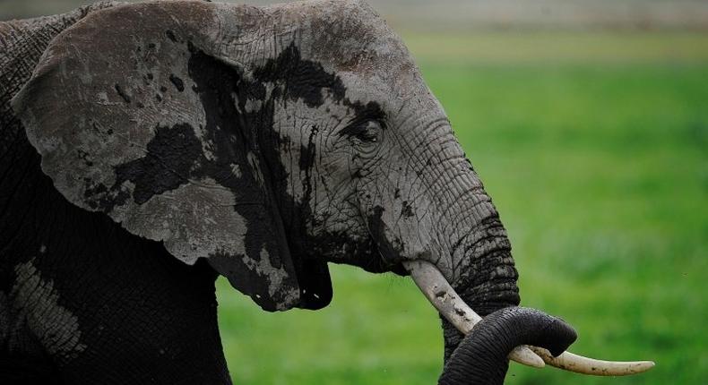 Abubakar, who was awed by the sight of the elephants, was hit by one of the animals resulting in his death on Sunday, July 8, 2018.