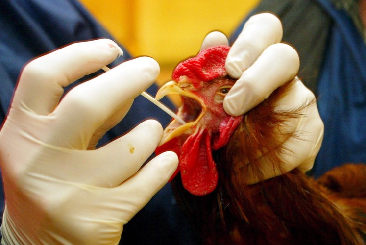 Wirus ptasiej grypy wykryto w 1997 r. w Hongkongu