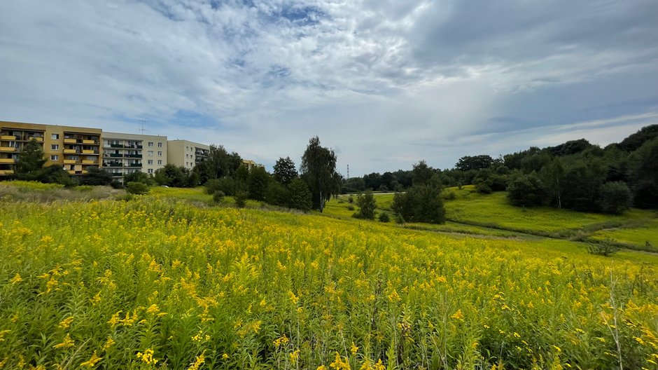 Inwestor chce tu postawić biurowce. Miasto się temu sprzeciwia