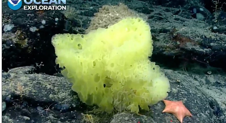 A sea sponge and sea star on the Retriever seamount, one mile deep in the Atlantic Ocean, July 27, 2021
