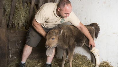 Apja törte el a bölényborjú lábát, az állatpark szakemberei mentették meg
