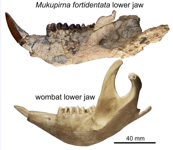 Żuchwa Mukupirna fortidentata (góra)