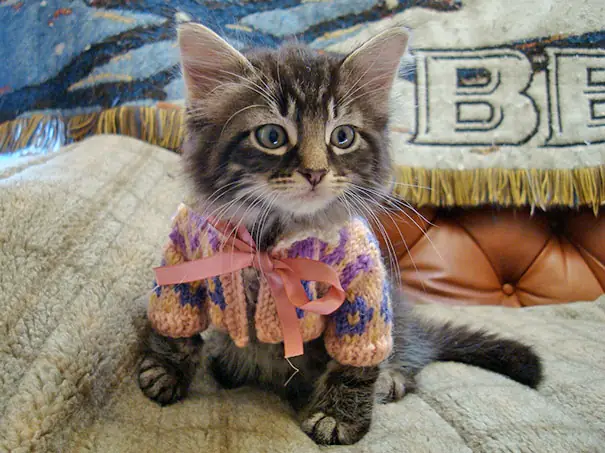 cute-animals-wearing-tiny-sweaters-1-57ff4f6925de7__605