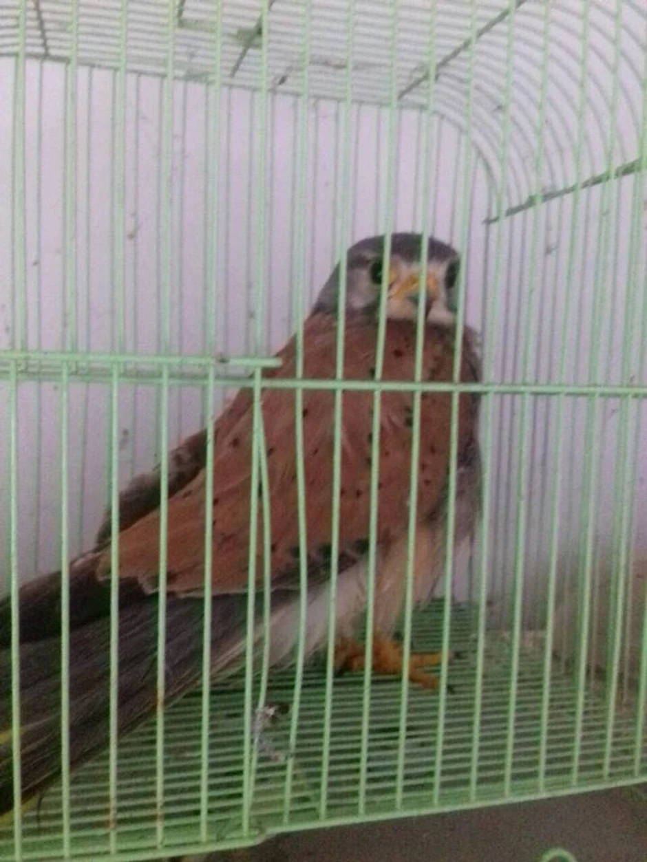 Povređena vetruška