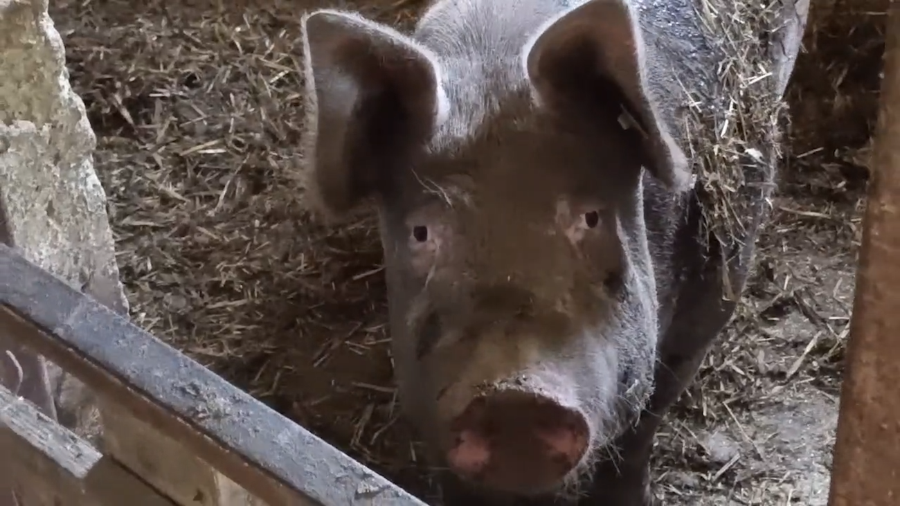 Dva bizarna napada svinje za manje od dva dana: Veterinar otkriva kada postaju agresivne i šta treba da radite kada se oprase