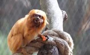Wyjce czarne i leniwce pod nogami. Krakowskie zoo otworzyło wyjątkową atrakcję