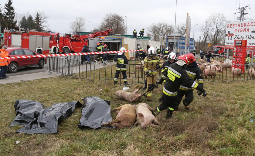 Wypadek. Przewrócił się tir ze świniami