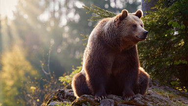 Tatry: niedźwiedź ugryzł turystę, który chciał zrobić selfie