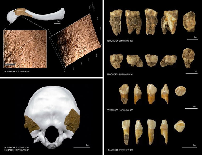 Kości neandertalczyków, które odnaleziono w hiszpańskiej jaskini / fot. IPHES
