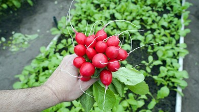Kiedy siać rzodkiewkę? Co ile cm? Jaką odmianę wybrać do ogrodu? To pewniak warzywnika