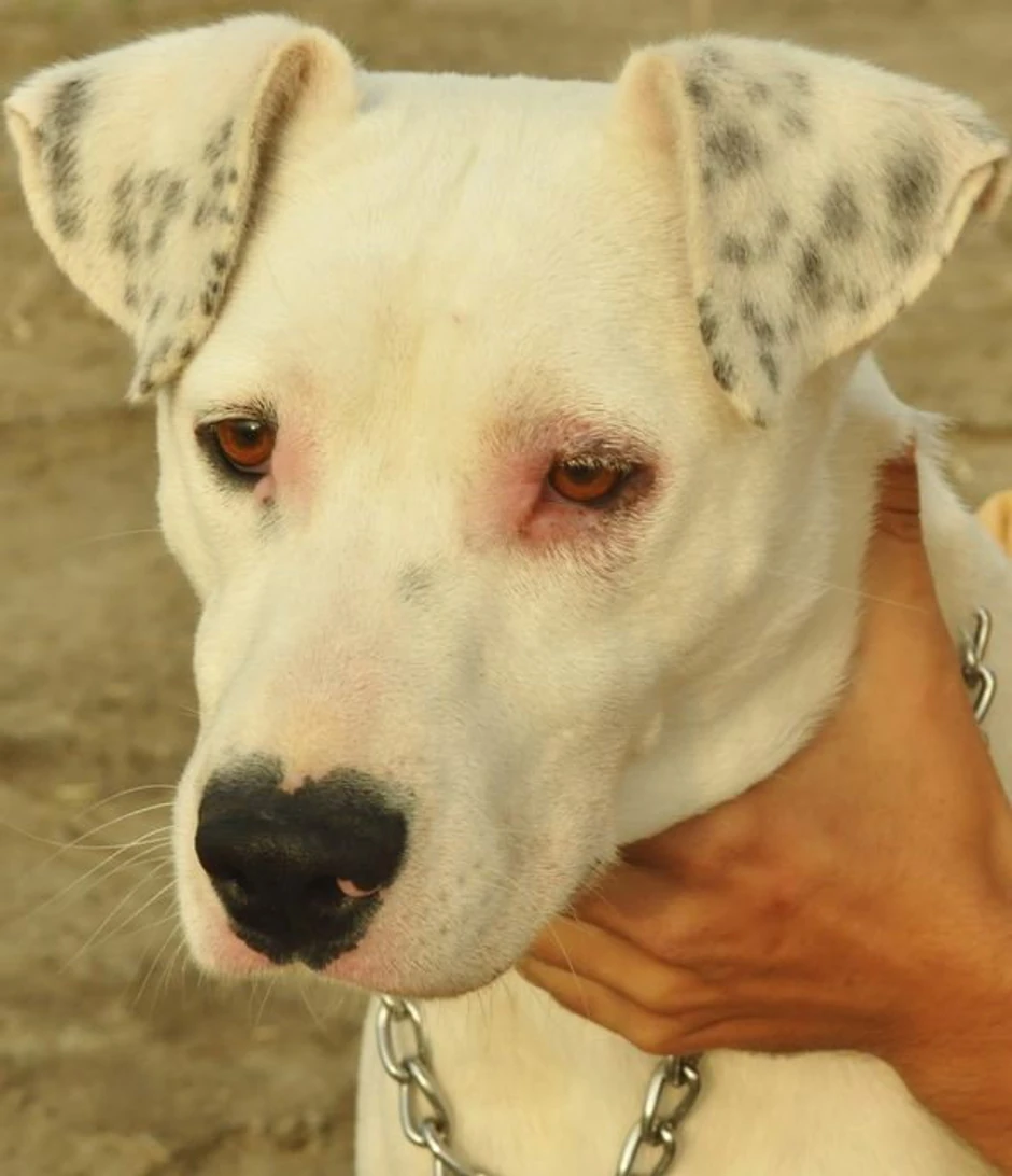 Zoohigijena je promenila ime psa i dala mu ime Nađa, a opis i četiri fotografije su ostali isti