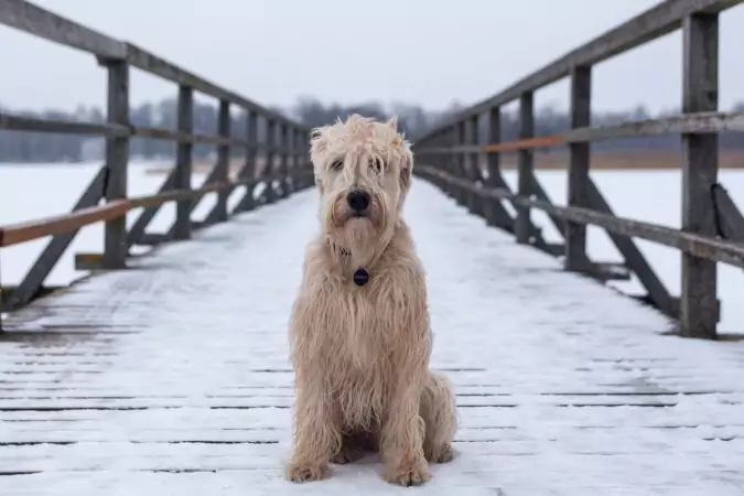 Ponad 50 psów straciło życie po skoku z mostu w Skocji