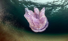 ITALY NATURE (Jellyfishes close to Sardinia's Coast)