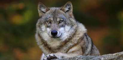Zabili wilka w Parku Narodowym