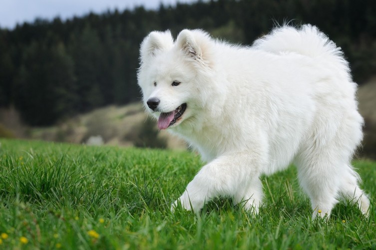Samojed