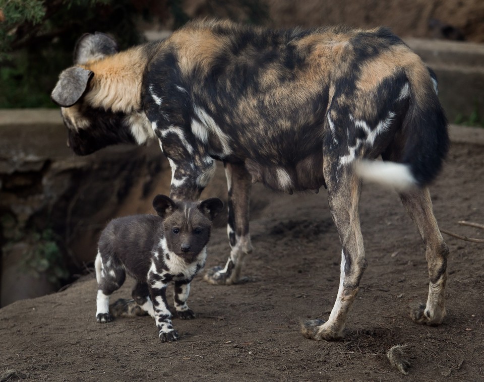 Młode likaony we wrocławskim zoo