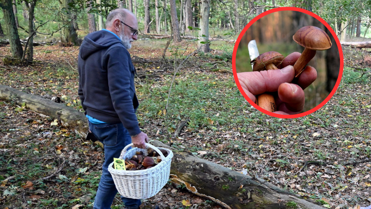 Popularne grzyby są już w polskich lasach. Tak je rozpoznasz [ZDJĘCIA]
