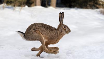 wild hare