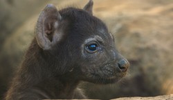 Niesamowity serial w telewizji. "Nieustanny rollercoaster emocji"