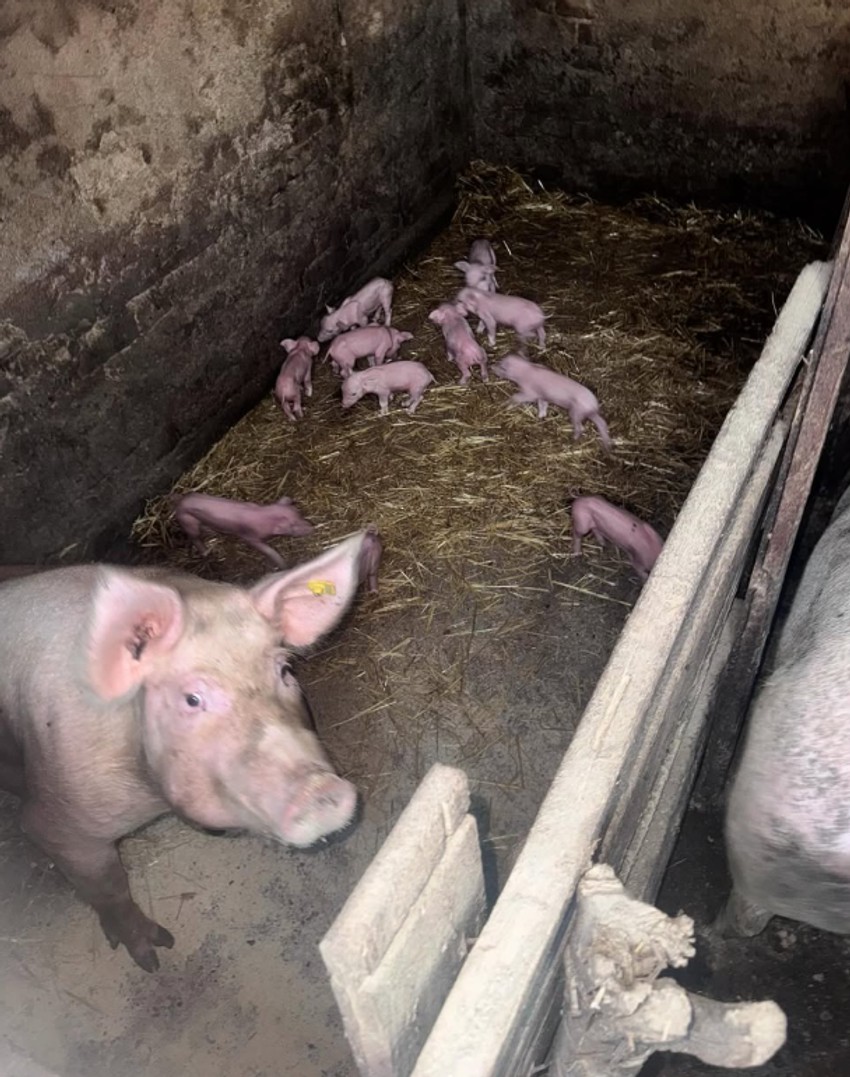 Luna Đogani, objava