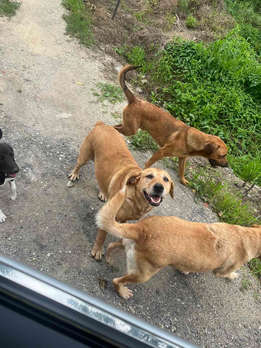 psi na ulicama Isakova kod Ćuprije