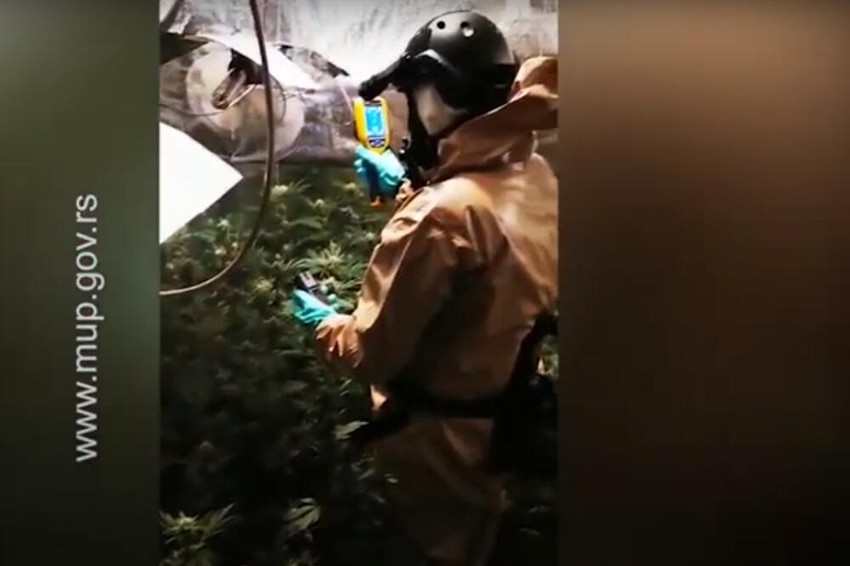 Laboratorija za uzgoj marihuane pronađena u Kragujevcu