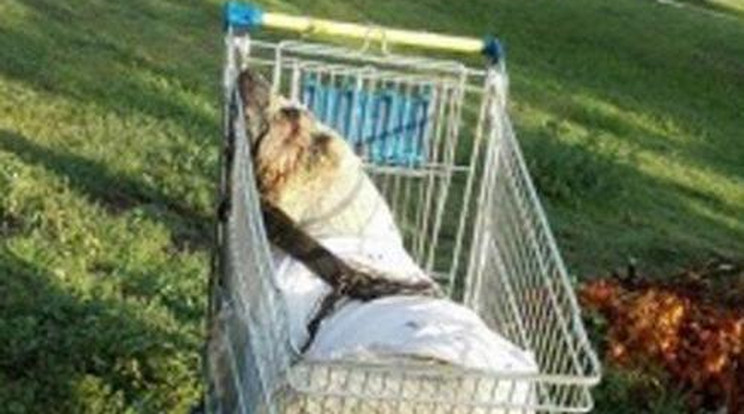 Brutális állatkínzás! Bevásárlókocsiban hagyták a megfojtott kutyát