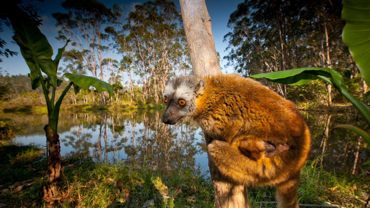 Red-fronted Brown Lemur with infant Madagascar