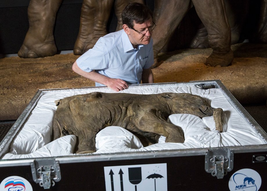 Najlepiej zachowany mamut jest w zbiorach londyńskiego Natural History Museum. To mały osobnik, który został odkryty na Syberii w maju 2007 roku 42 000 lat po śmierci. Zdjęcie z 2014 roku