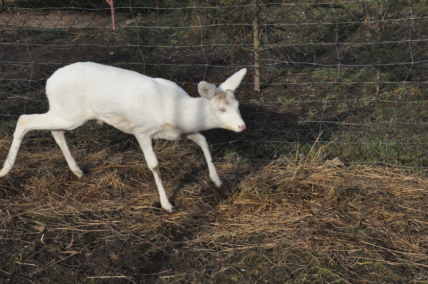 Sarna albinos w Polsce!