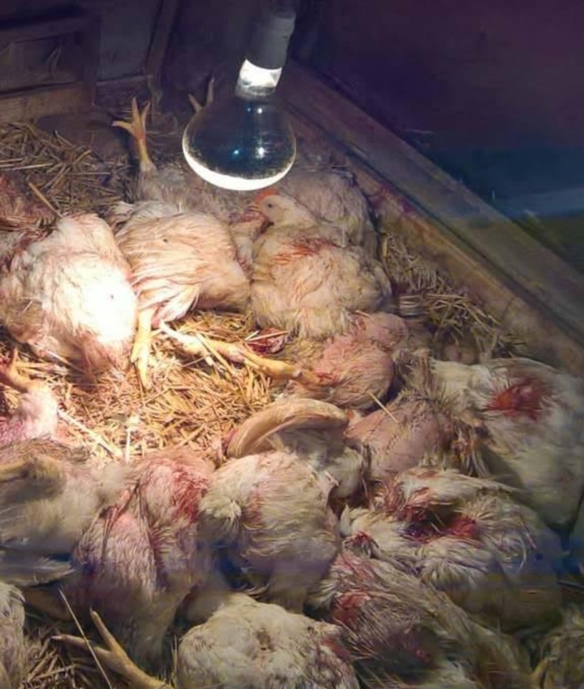 Pokolj među pilićima