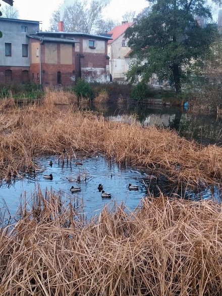 Jeziorko, dąb, zabudowania i szyb "Chwalibóg"