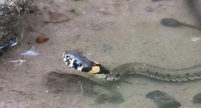 Pływające węże w polskich wodach. Czy jest się czego obawiać?