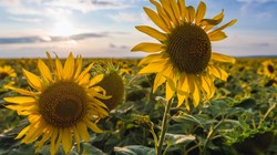 Dobra wiadomość dla rolników. Od 1 stycznia 2025 r. więcej upraw objętych dopłatami do ubezpieczeń