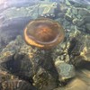 Meduze