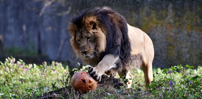 Król lew gotowy na Halloween