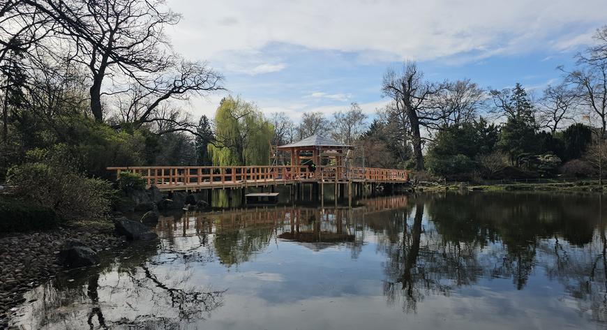 Kultowy mostek w Ogrodzie Japońskim już niebawem będzie otwarty po remoncie
