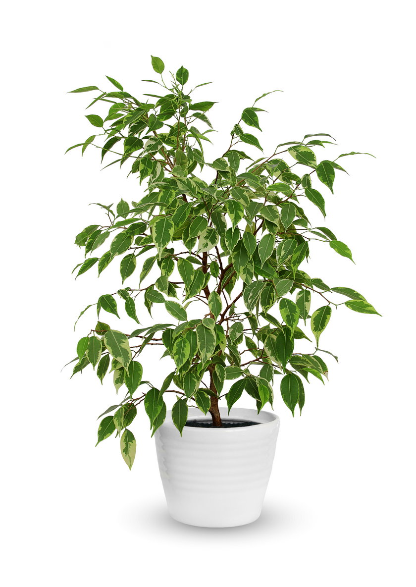Figowiec beniamiński (Ficus benjamina)